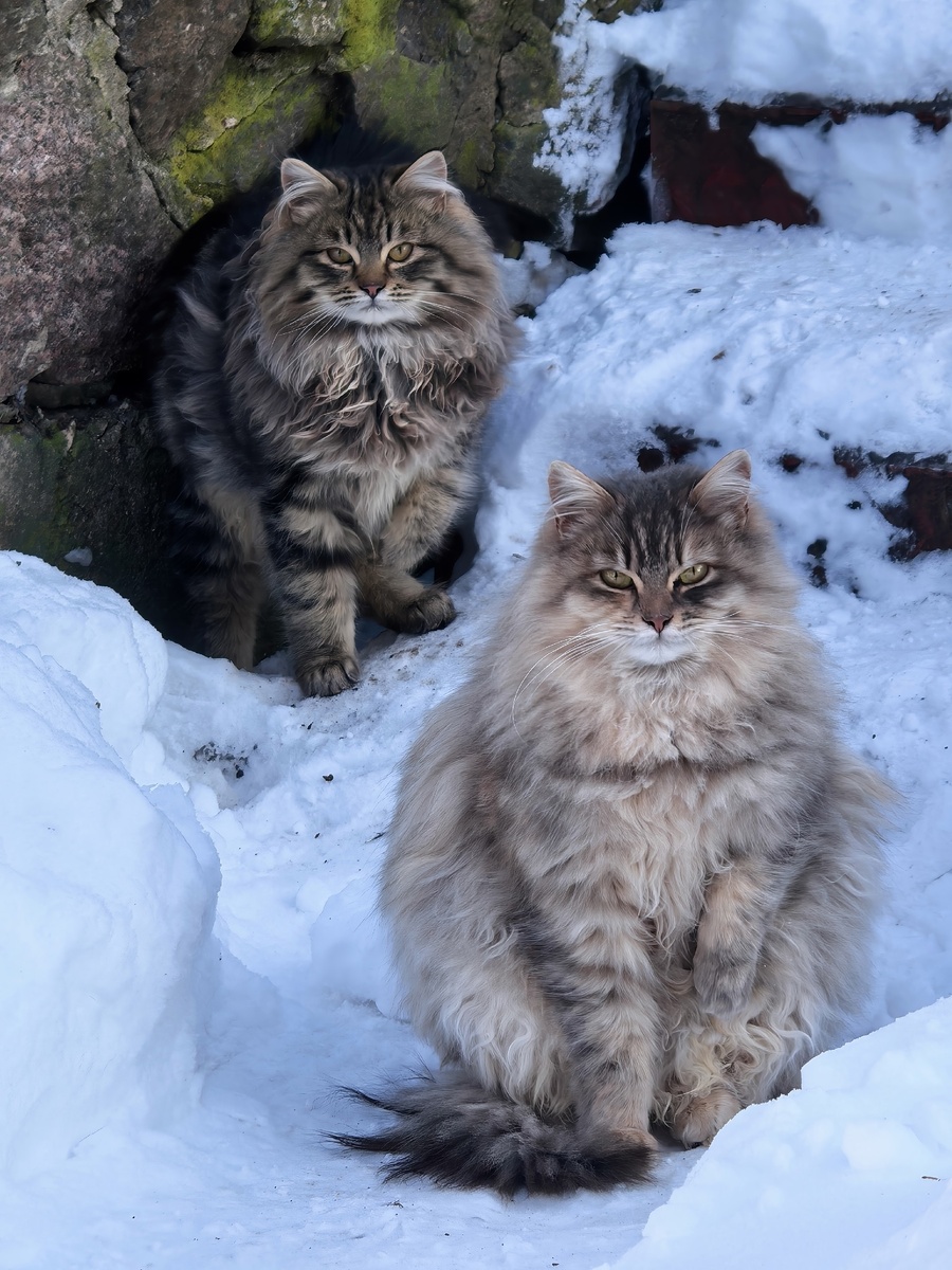 Даже не верится, что настоящие фотографии, а эти кошки были ничейными.