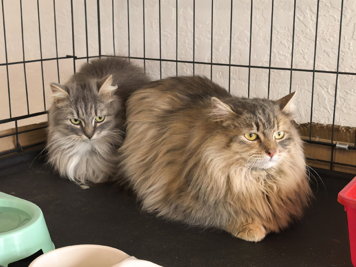 А вот вовсе не злые кошки, просто они начинают что-то подозревать.