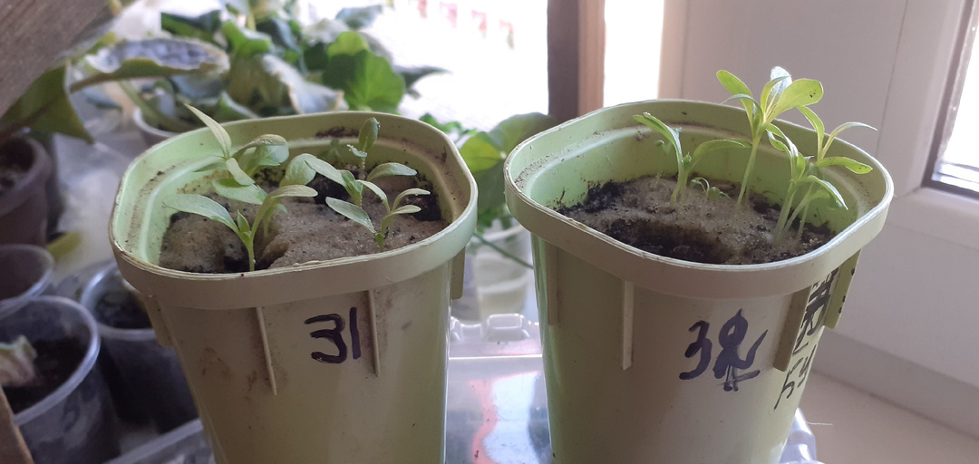 ФЛОКС ДРУММОНДА ГОТОВИТСЯ К ПЕРЕСАДКЕ.