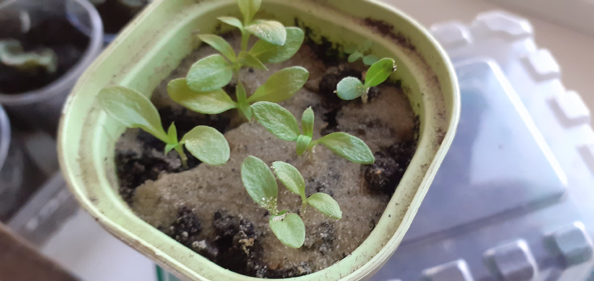 ФЛОКС ДРУММОНДА-КРАСОТКА В ЖЕЛТОМ.