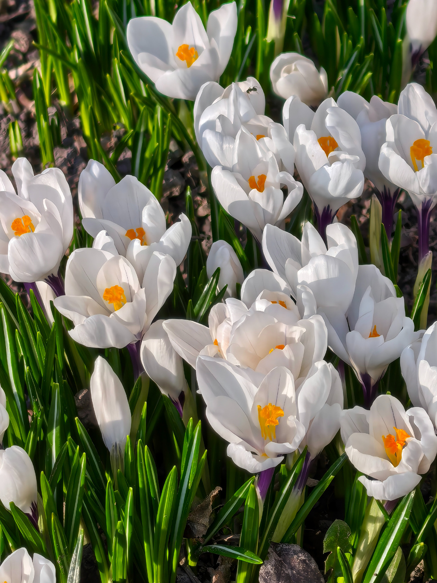 Крокусы во дворе