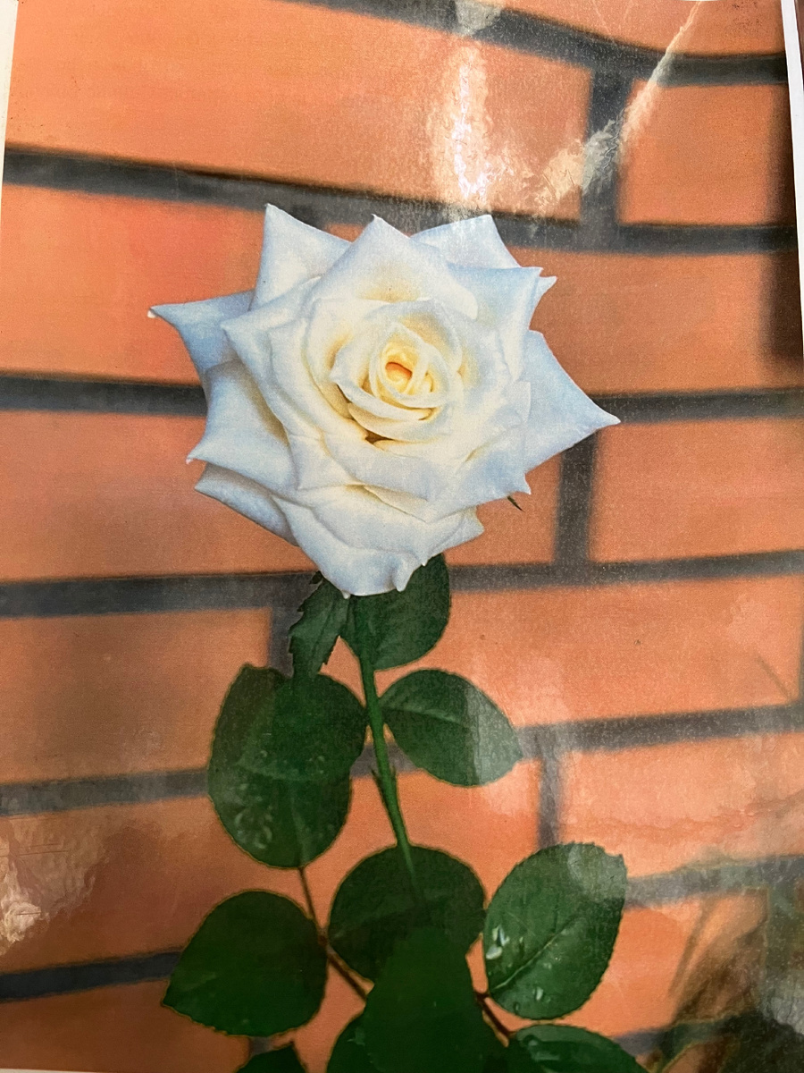 Фото автора : «Белая роза - символ вечной жизни». 