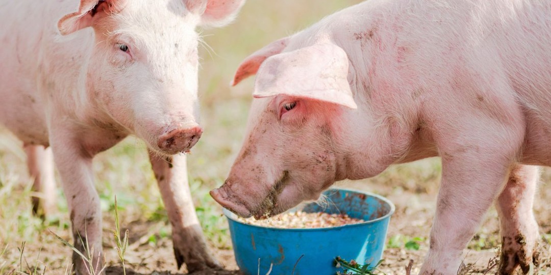 10 причин никогда не заводить свиней в своём хозяйстве