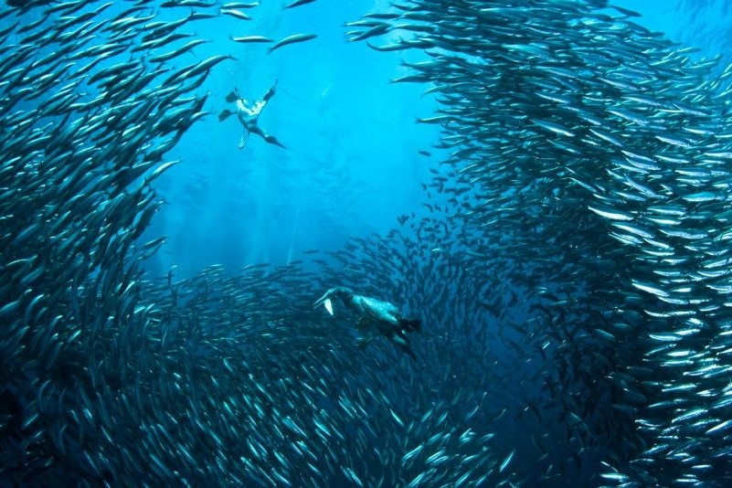 Стая рыб, как пример работы коллективного разума.  Фото: elementy.ru