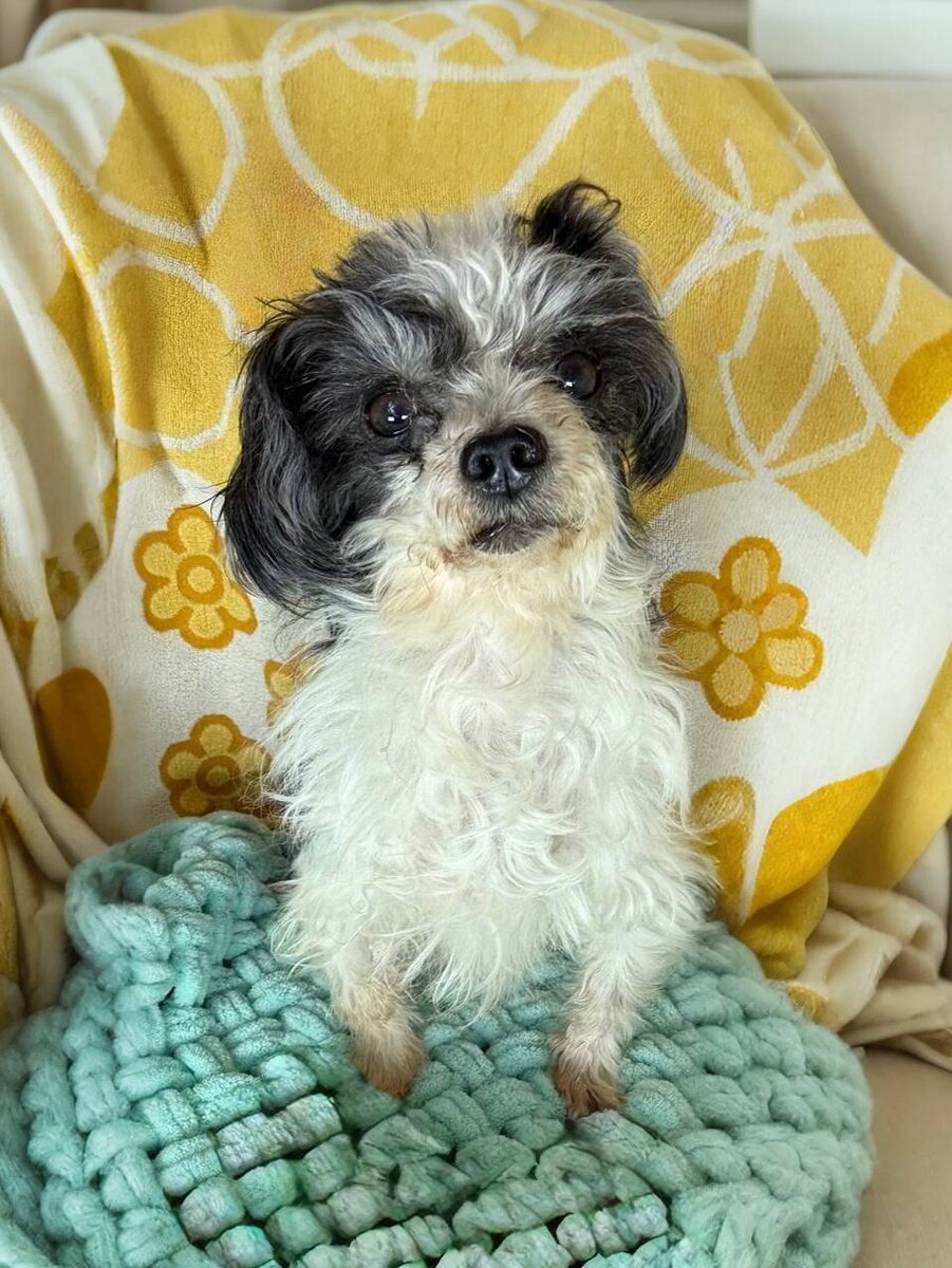 Маленькая собачка из приюта Домик Мелкашей ищет дом и семью в Москве и МО