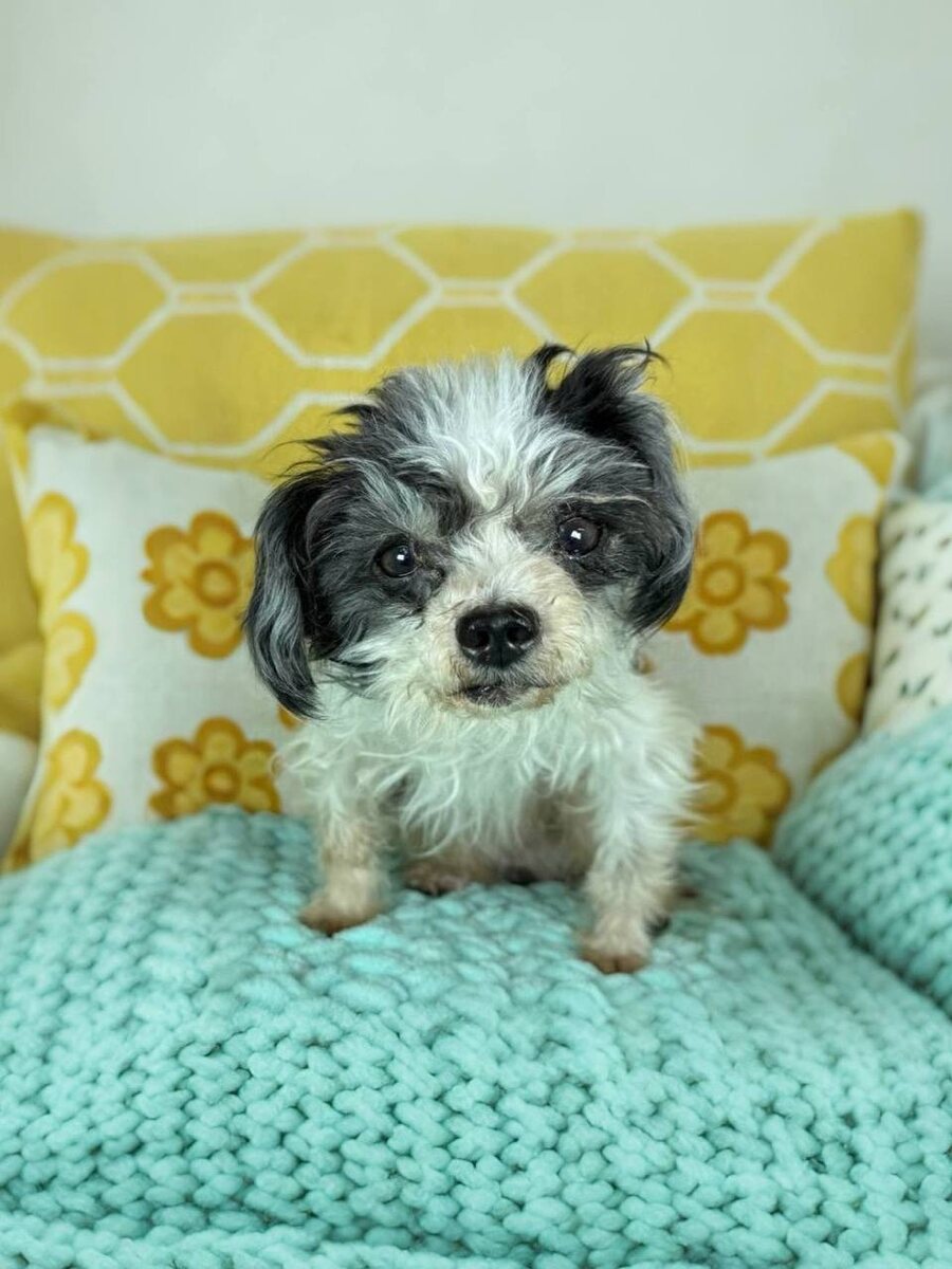 Маленькая собачка из приюта Домик Мелкашей ищет дом и семью в Москве и МО