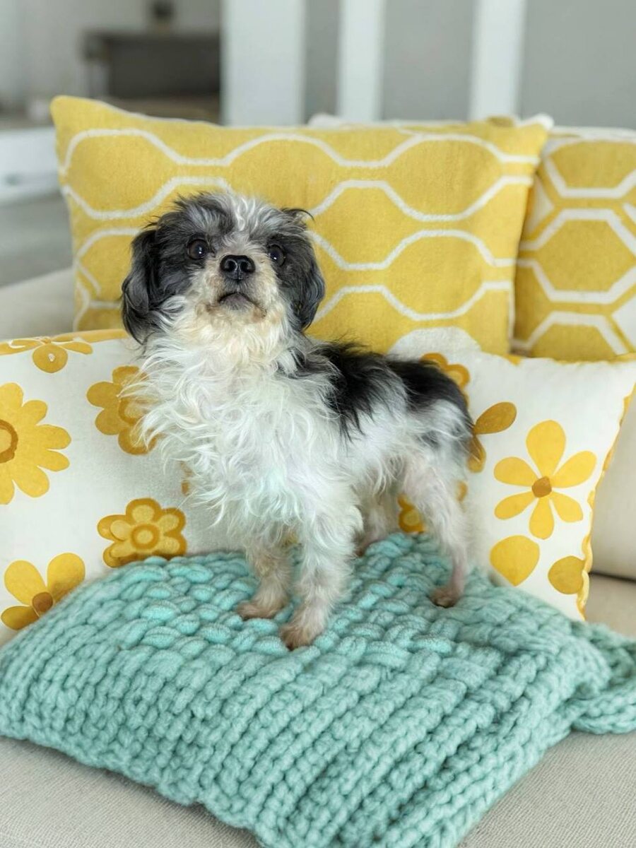 Маленькая собачка из приюта Домик Мелкашей ищет дом и семью в Москве и МО