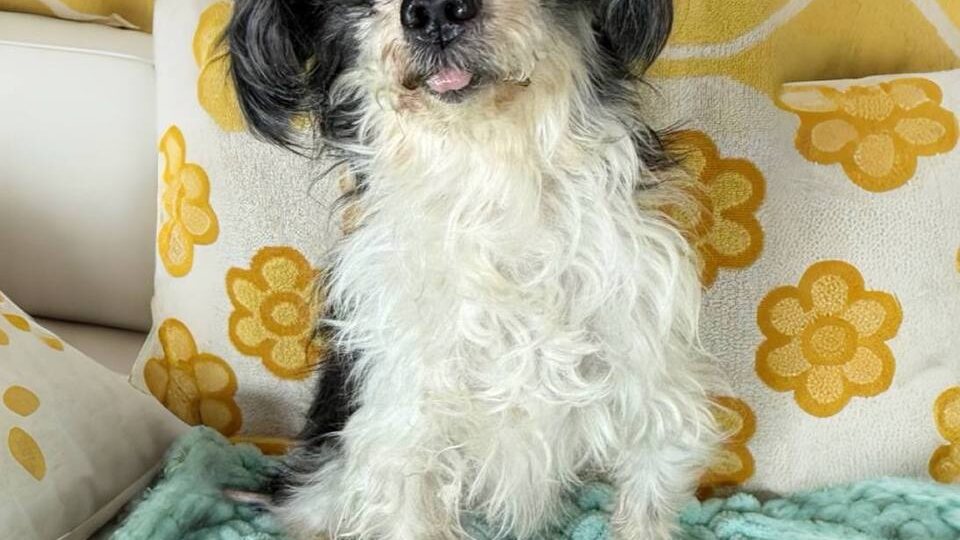 ИЩЕТ ДОМ Сыночка Корзиночка💕