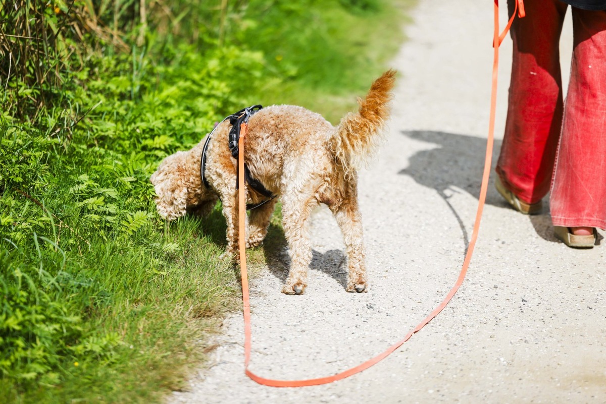    Породистые щенки должны иметь метрику, которую во взрослом возрасте можно обменять на родословную