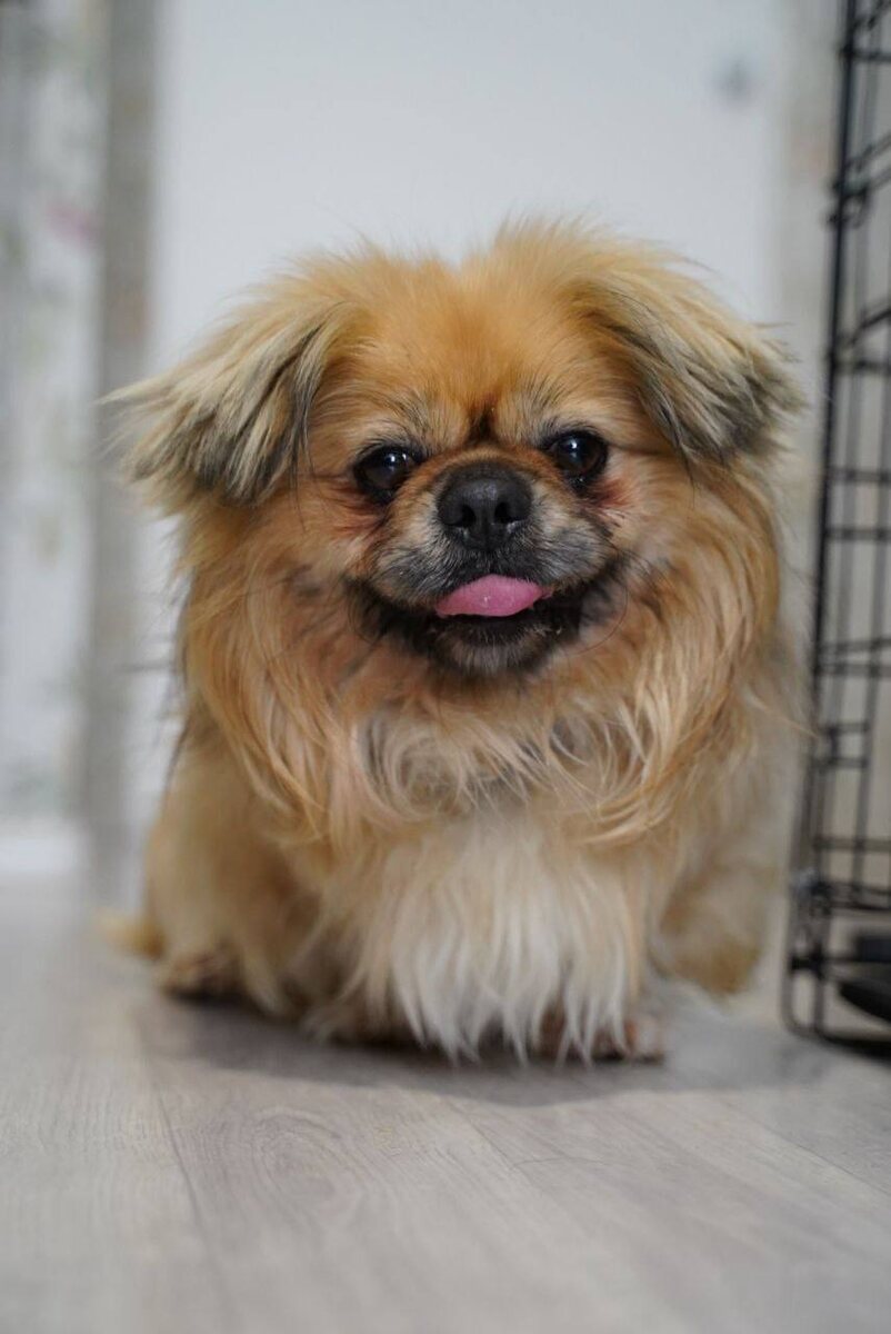  Маленькая собачка из приюта Домик Мелкашей ищет дом и семью в Москве и МО