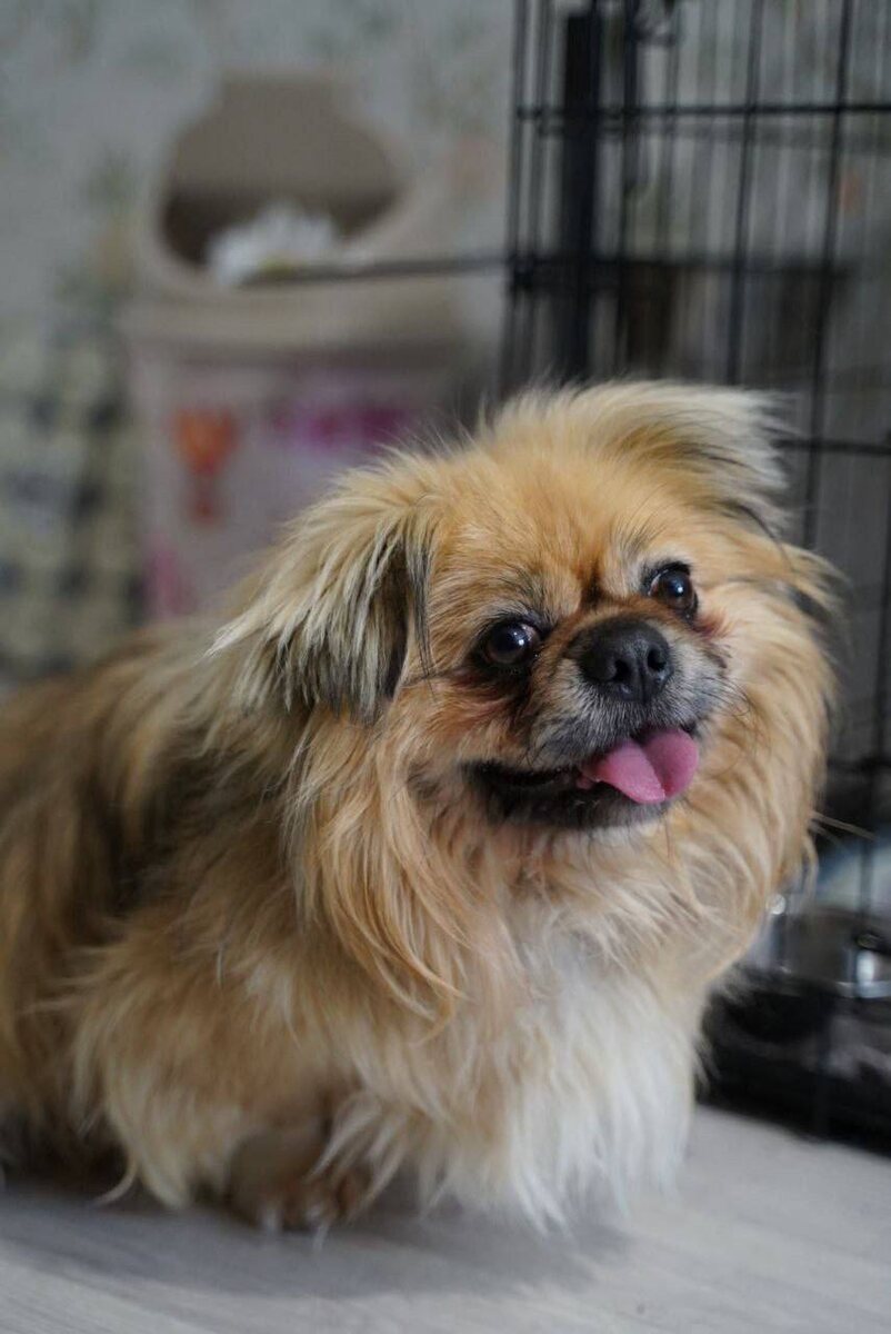 Маленькая собачка из приюта Домик Мелкашей ищет дом и семью в Москве и МО