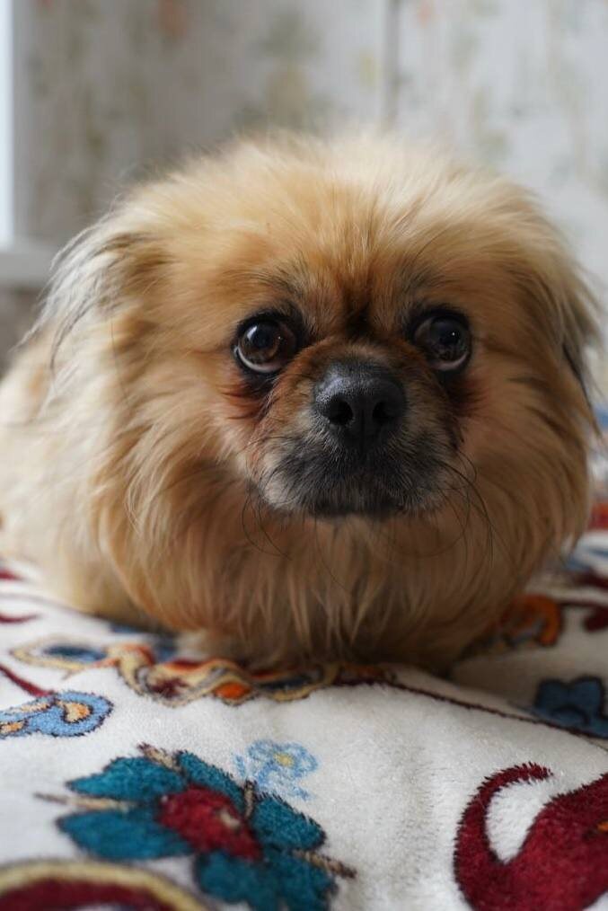 Маленькая собачка из приюта Домик Мелкашей ищет дом и семью в Москве и МО