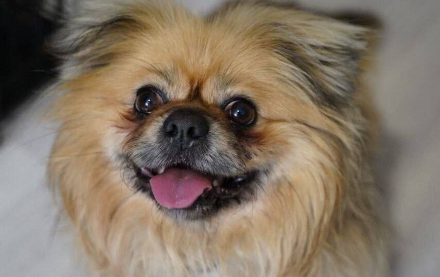 Ищет свою семью Сердце, маленькая собачка из приюта! Обожает детей и веселье! Заберите скорее парня домой💖