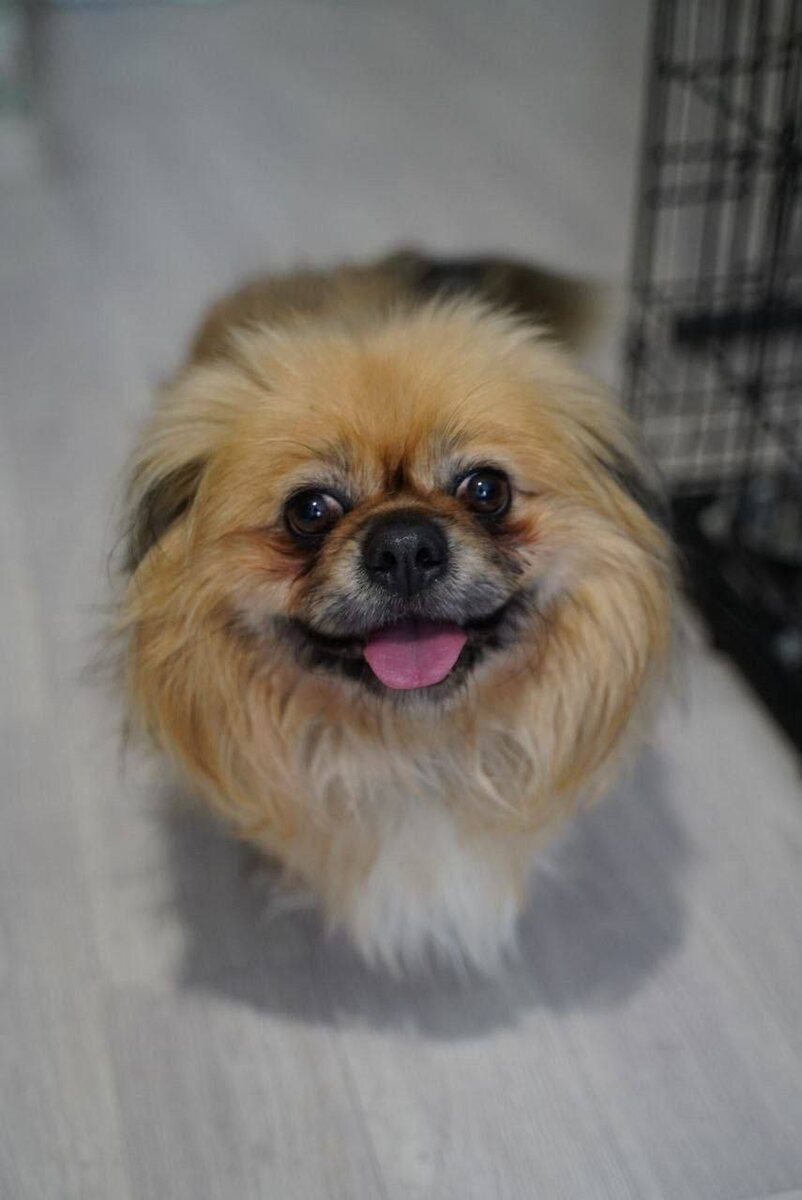 Маленькая собачка из приюта Домик Мелкашей ищет дом и семью в Москве и МО