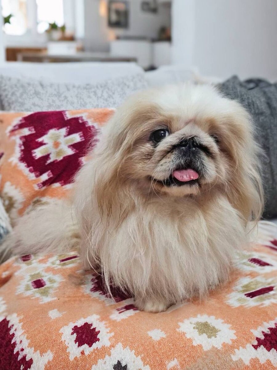 Маленькая собачка из приюта Домик Мелкашей ищет дом. Приют по адресу МО, Балашиха, Кучино, ул. Юннатов