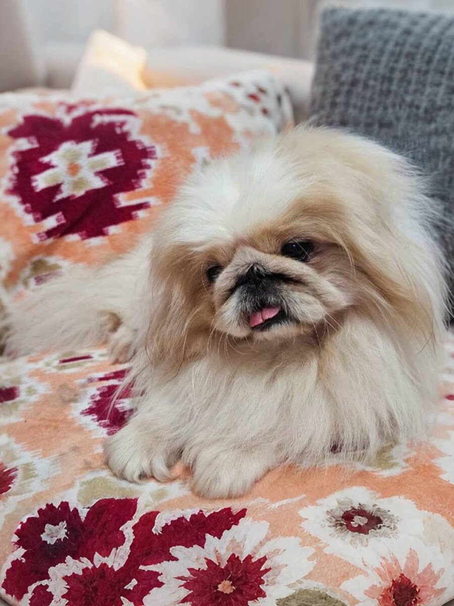 Маленькая собачка из приюта Домик Мелкашей ищет дом. Приют по адресу МО, Балашиха, Кучино, ул. Юннатов