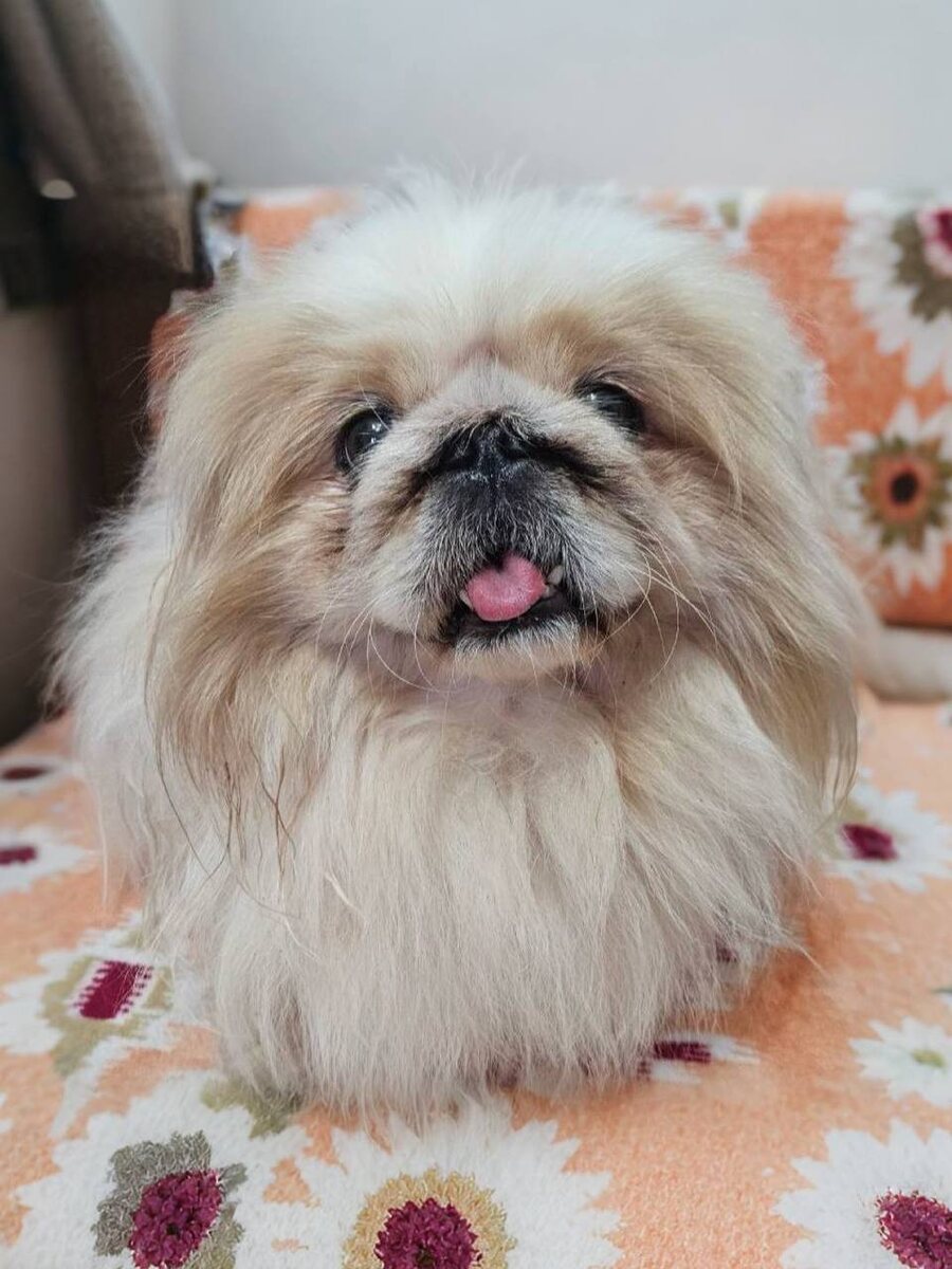 Маленькая собачка из приюта Домик Мелкашей ищет дом. Приют по адресу МО, Балашиха, Кучино, ул. Юннатов