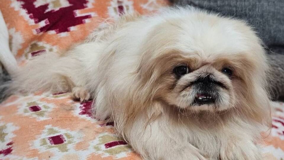 Лофи ИЩЕТ ДОМ! Приезжайте, возможно хвостик ждет именно вас! Адрес приюта: МО, Балашиха, мкр. Кучино, ул. Юннатов 🤗