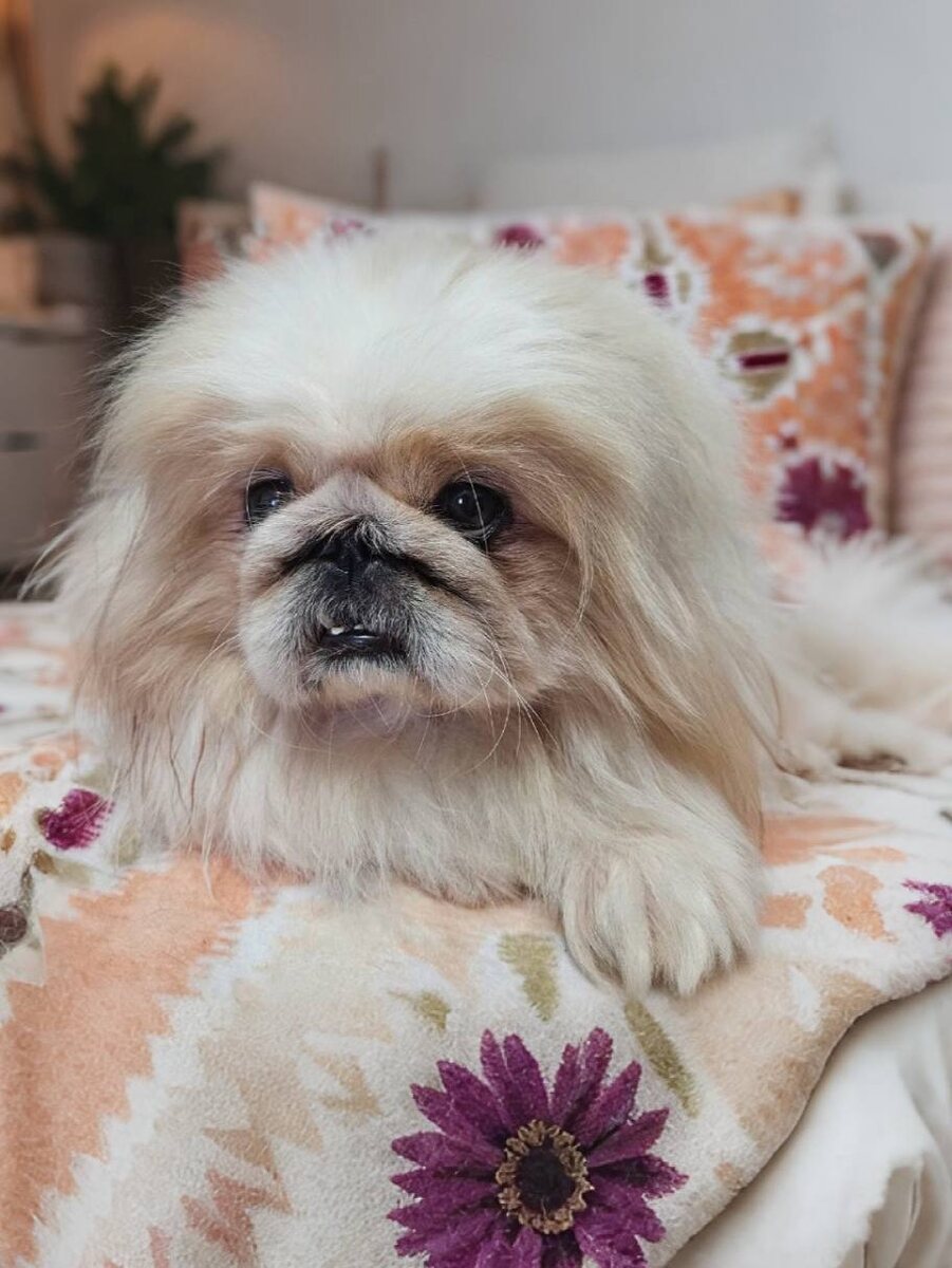 Маленькая собачка из приюта Домик Мелкашей ищет дом. Приют по адресу МО, Балашиха, Кучино, ул. Юннатов