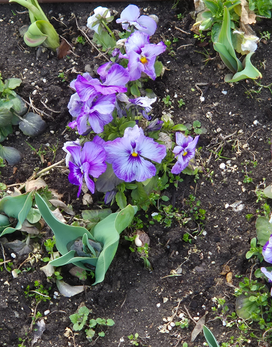 Несмотря на довольно прохладную для Болгарии весну, местные клумбы потихоньку оживают.