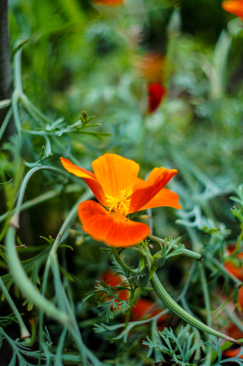 Лепестки эшшольции напоминают гофрированный шелк — на солнце они буквально светятся изнутри. Автор Андрей Батуркин.