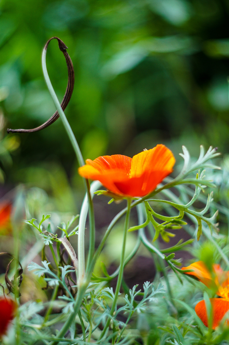 Калифорнийский мак. Автор Андрей Батуркин.