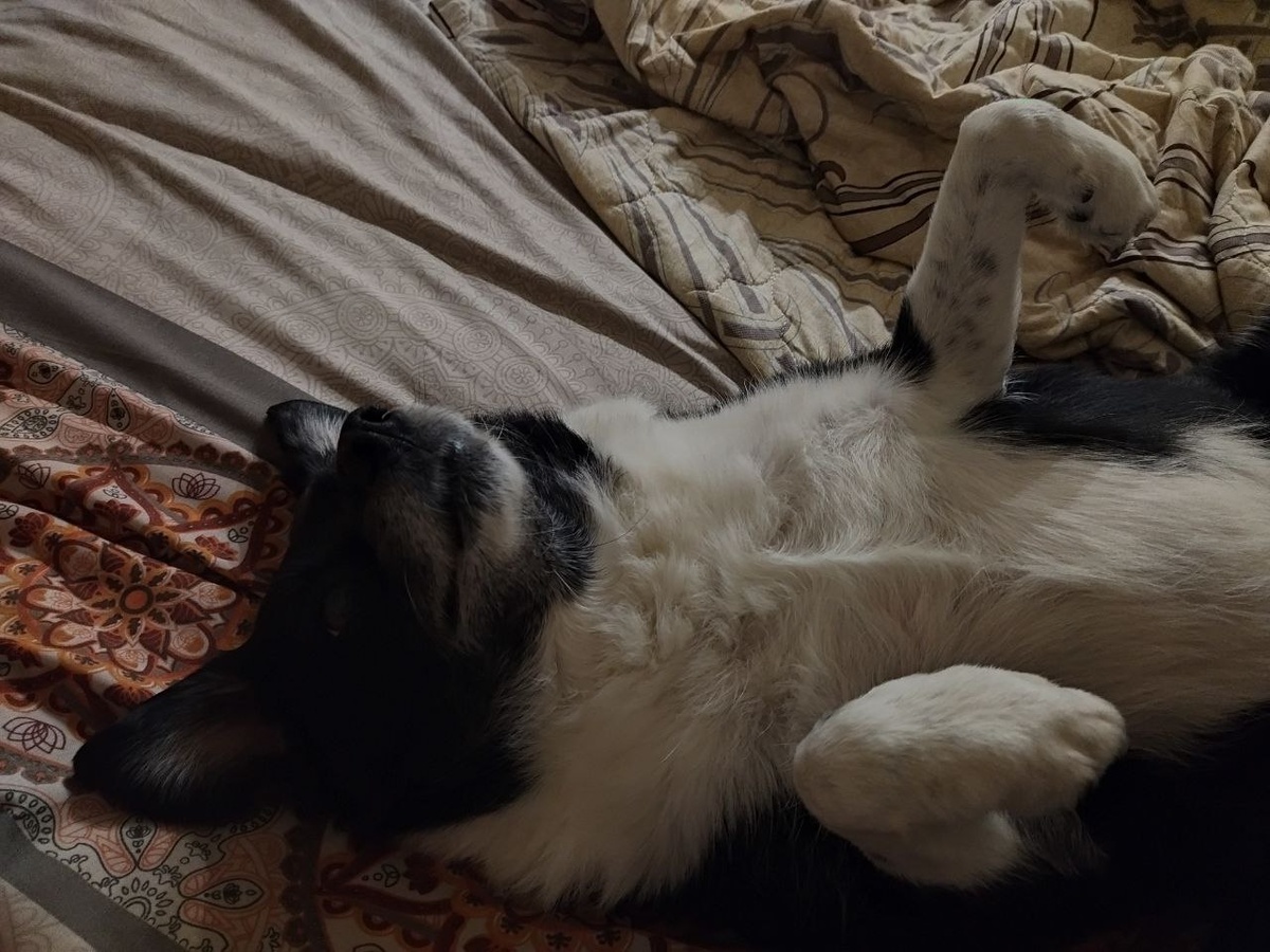 Жуча, любимый собакен. 