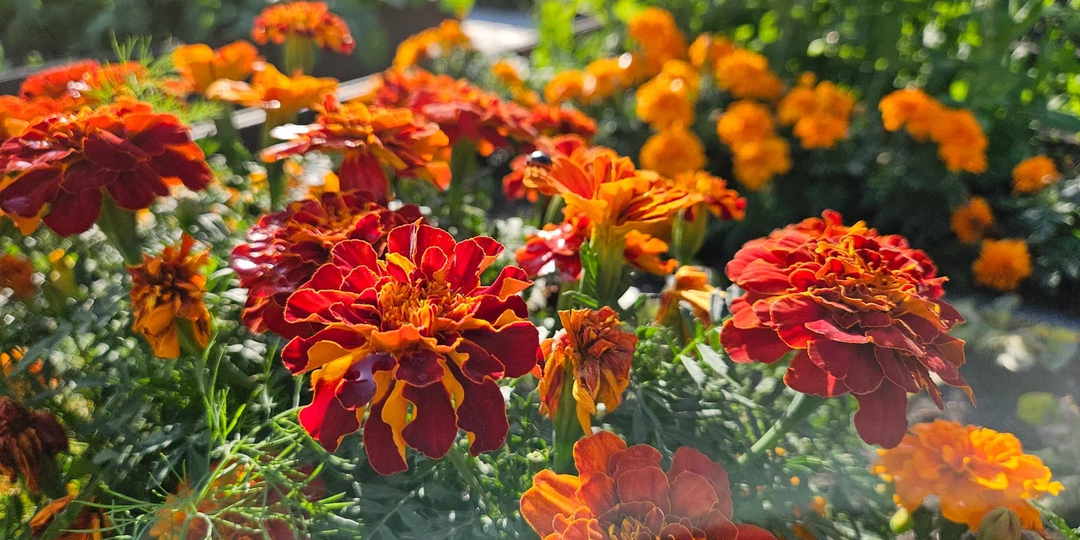 Посадите «умные» цветы — и забудьте про вредителей: пенсионерка подсказала способ, который защитит урожай без химии