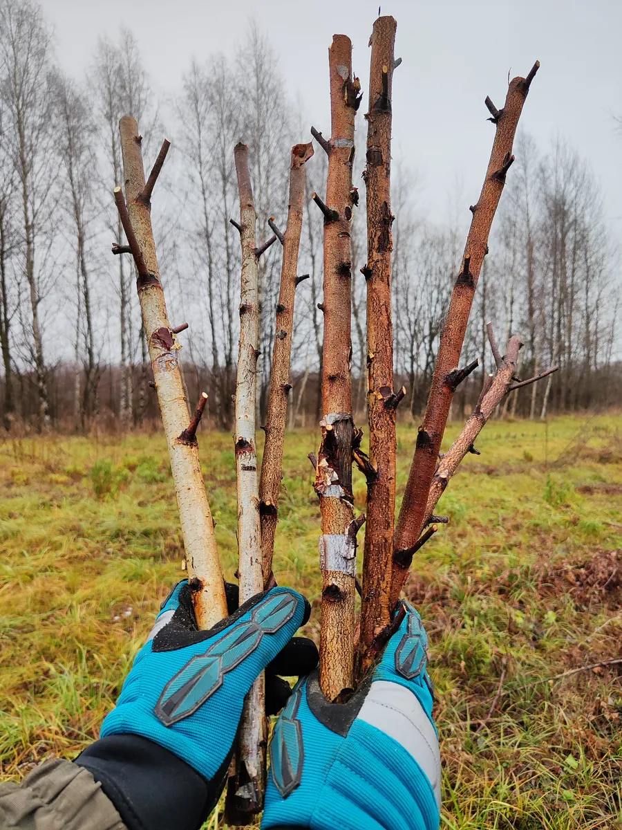 Фото товара с ВБ