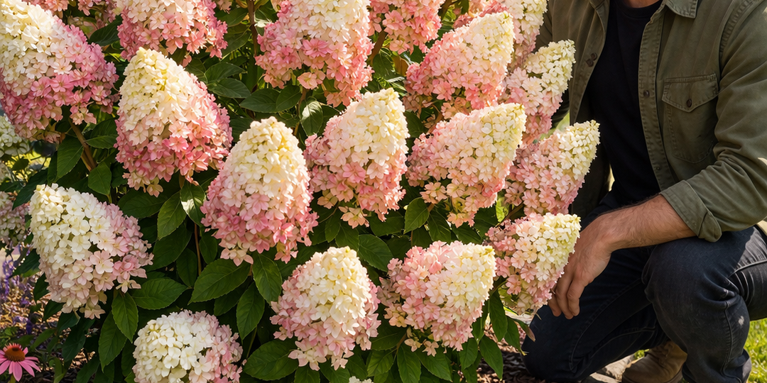 Весной всегда обрезаю гортензию и получаю десятки новых кустов бесплатно. Показываю простой способ
