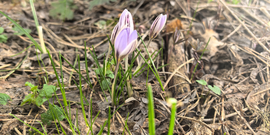Весенний Машук: в ритме первоцветов