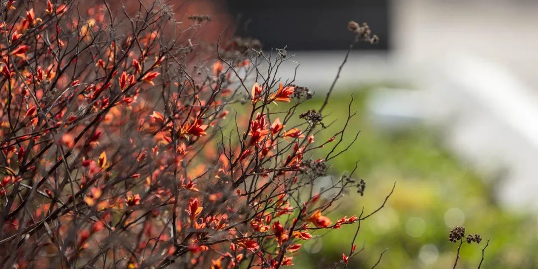 Март в Московском регионе официально стал весной: побиты рекорды столетней давности