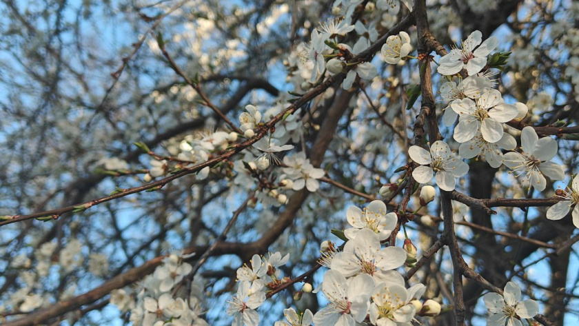    Первый городской канал Калининград