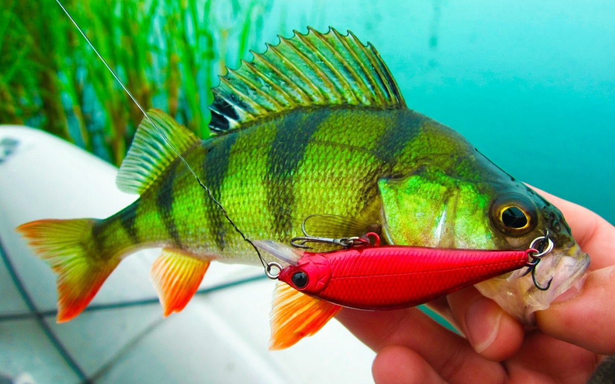 Окунь на минноу