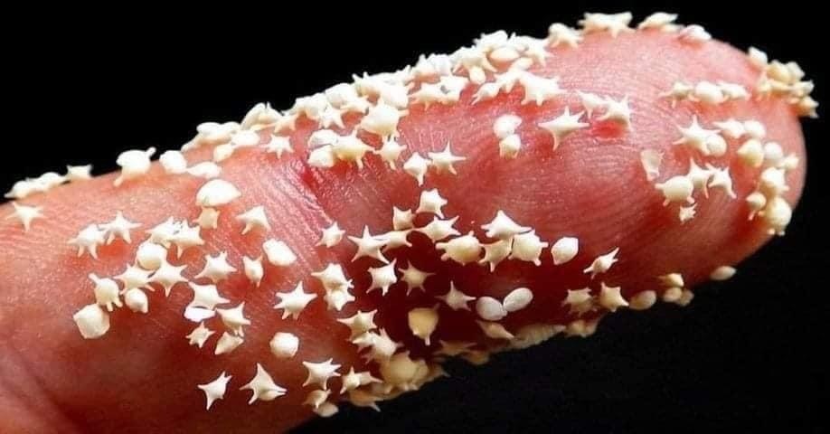 Япония, остров Амами Осима