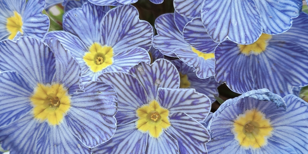 Держите меня семеро.