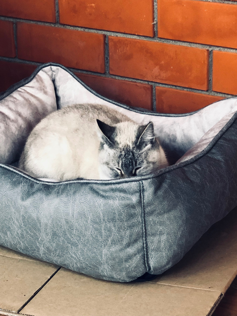 Октябрь 2021 года, Плюша спит на том самом сером матрасике.