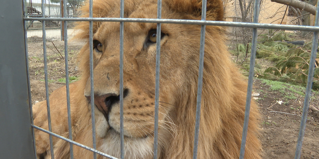 В волгоградский центр для животных привезли замученных львов из Дагестана