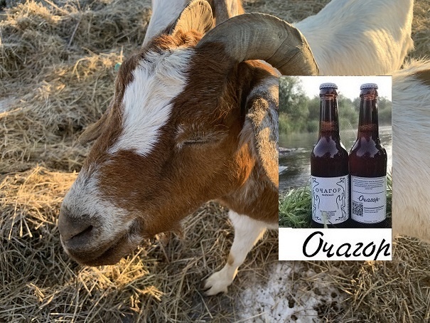 Буквально чудом удалось спасти козу