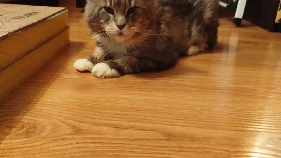 Новости про кота Гарри, которого спасли из «нехорошей квартиры»