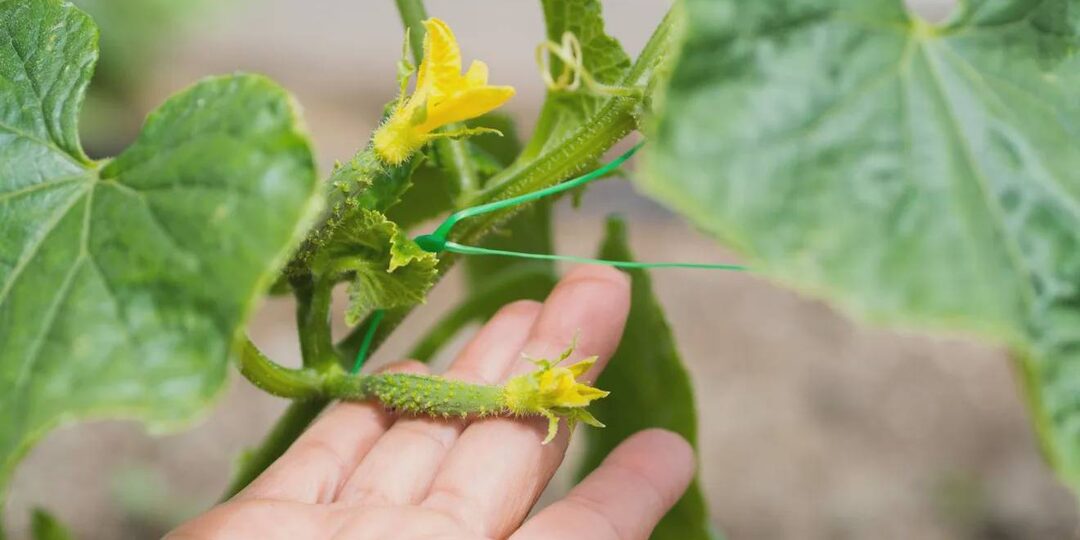 Огурцы для холодного климата — эти 3 сорта плодоносят, когда другие сдаются