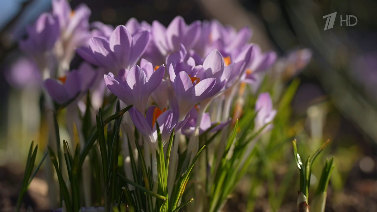    Первый канал