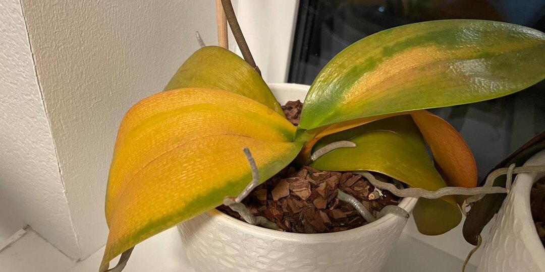 Желтеют листья у орхидеи: 5 причин и что делать прямо сейчас