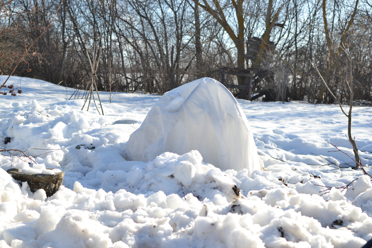 Роза Балерина под укрытием. Слева бетонное кашпо - запомните его. Суббота