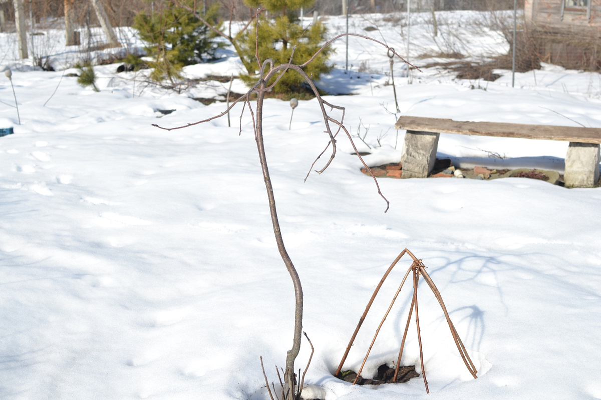 Суббота. Во вторник здесь не было ни снежинки