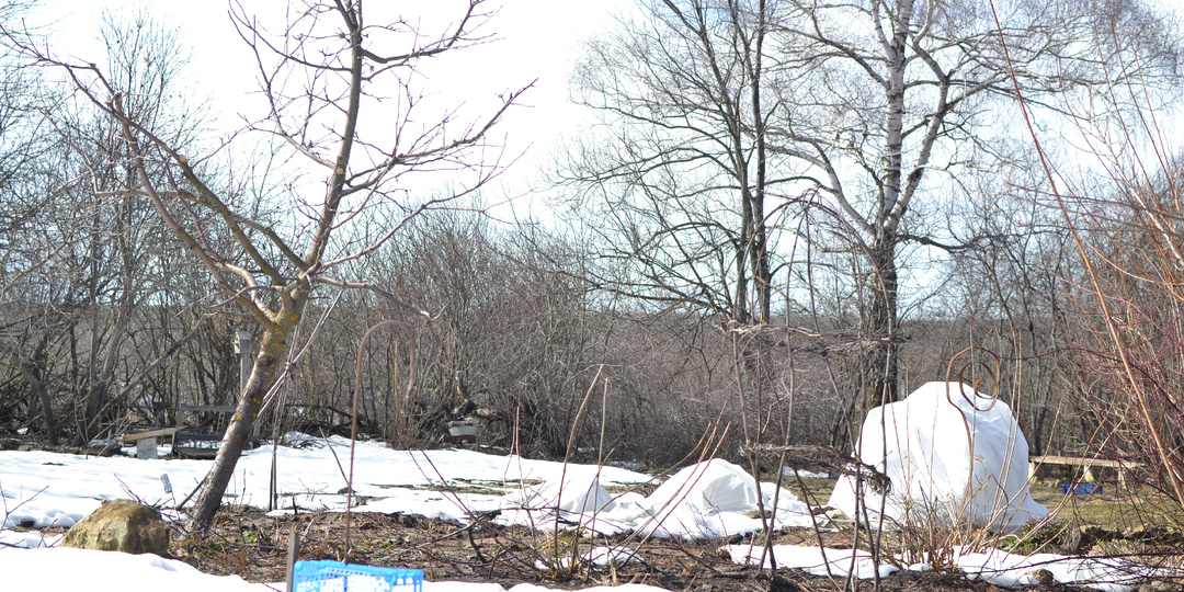 Резкие и неожиданные изменения в саду