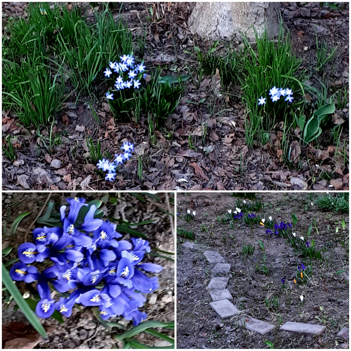 Коллаж автора 31.03.2026г.