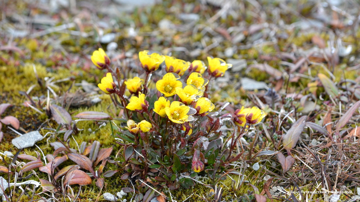 "Ледяные" цветы (Камнеломка козлик)