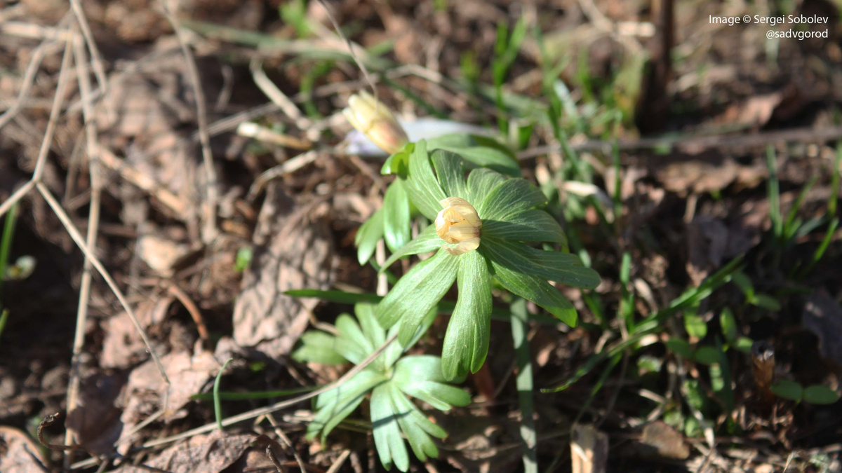 Завершает цветение весенник 'Pauline'.