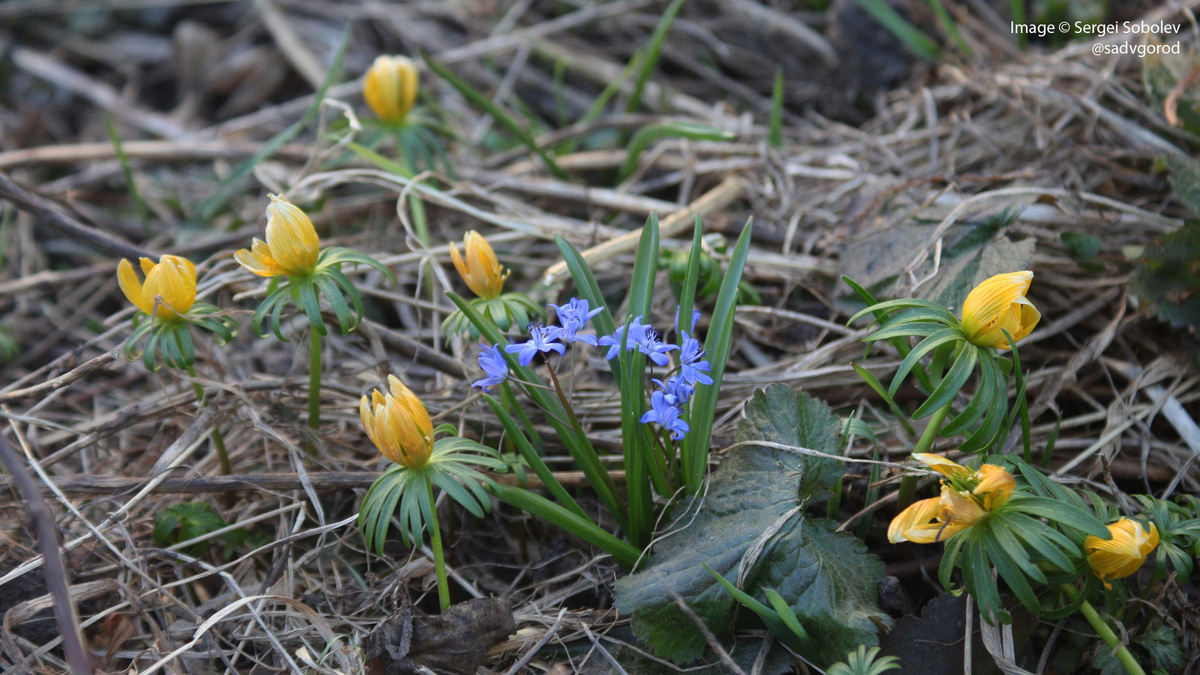 Отцветающие полянки Весенников зимних (Ernthis hyemalis).